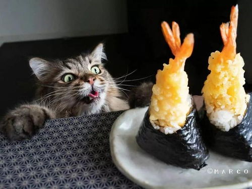 猫爪系列表情包贪吃猫