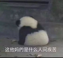  波克城市v2.25版最新官网下载
