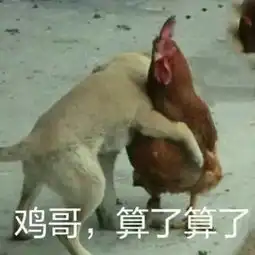  这难道就是公鸡中的战斗鸡