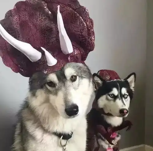 有了哈士奇,你就拥有了一个强大的表情包储备库 有了哈士奇,你就拥有了一个强大的表情包储备库