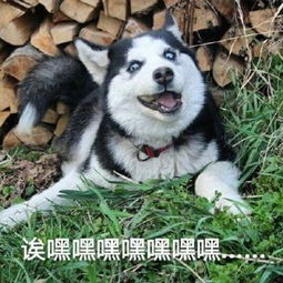  非常豹笑高清表情包下载非常豹笑了表情包下载无水印最新版西西软件下载