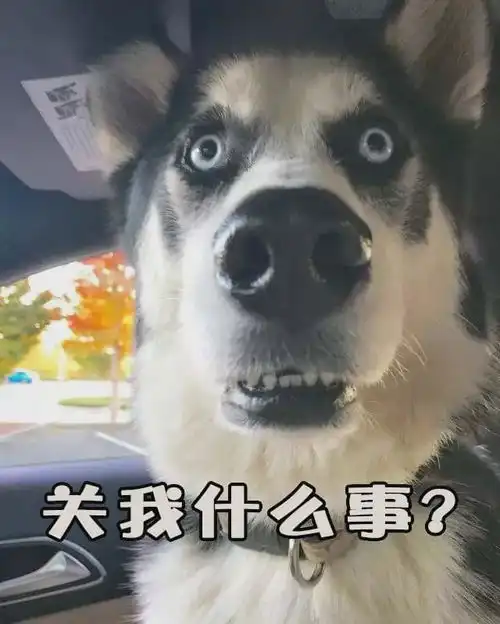  性子急的人千万别养柯基,别问我为什么