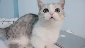  六六的早餐
