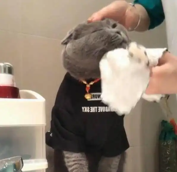  小蓝猫被主人要求每天洗脸,一脸不乐意的表情逗笑网友