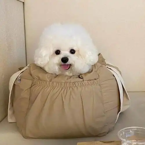 比熊图片表情包专升本