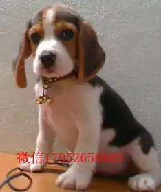  成都哪里有卖比格犬成都哪里买得到纯种比格犬多少钱图片