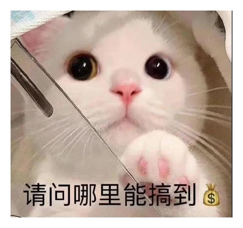  表情包一组有趣的表情包48期