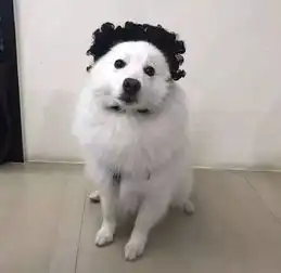 太皮了吧表情包萨摩耶