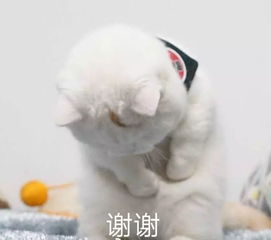  奉上春节各款表情包,总有一款适合你