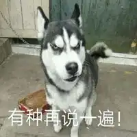  进群一年哈士奇表情包微信头像图片大全