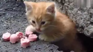  作为流浪猫咪它们已经够可怜的了,为什么还要去评论它们的颜值每个小猫咪都是小可爱