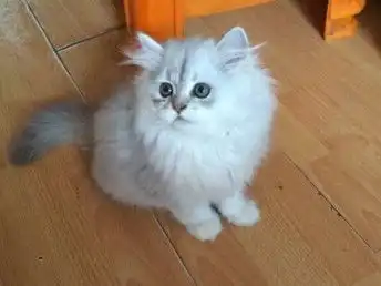  图银色渐层金吉拉猫咪出售纯种金吉拉幼猫银色渐层猫广州宠物猫