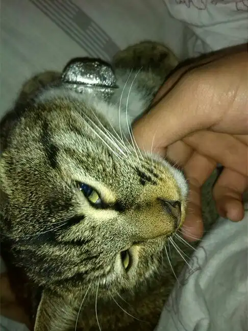  猫为什么会劝架