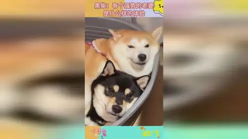  黑柴有个强势的老婆,是什么样的体验