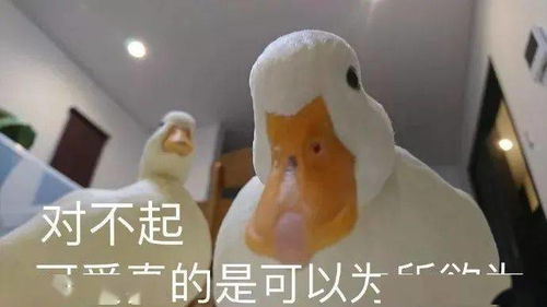  王珞丹全网找的柯尔鸭这么贵,难怪萌宠市场值千亿