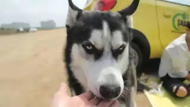  二哈为何总被卡住狗头