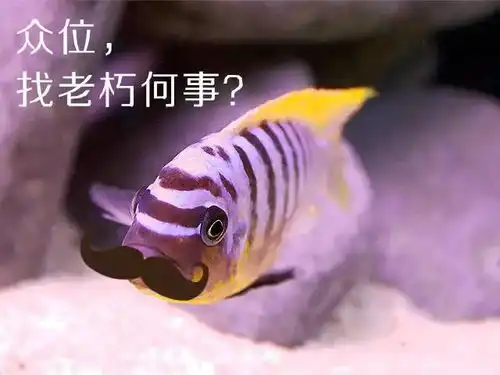  表情包什么的这个活动超好玩