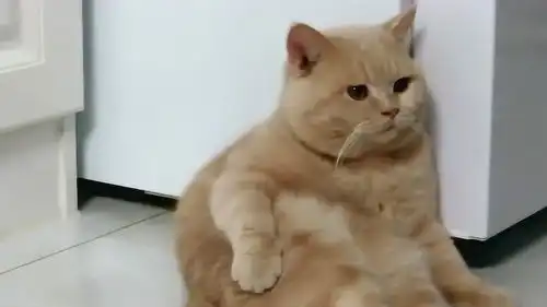 猫咪这销魂坐姿,简直太像人了,呆萌小表情太可爱了