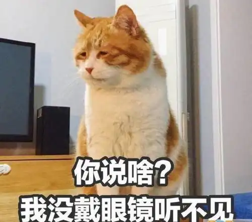 猫咪的十种天性 猫咪的十种天性