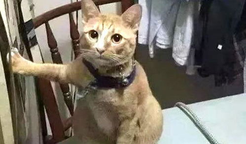  猫不围观主人吃饭,而是站远处抛媚眼,主人感觉古怪上前察看笑喷