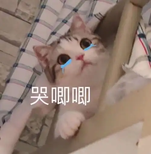  萌宠表情包哥哥,醒了吗
