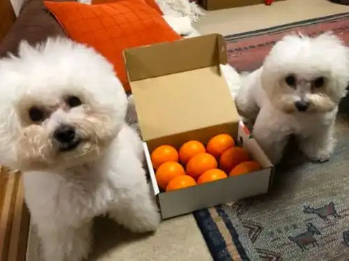 比熊图片表情包不想