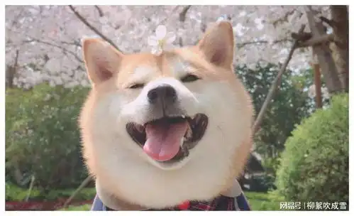  幽默笑话第一次见还有猕猴桃支付