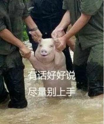 猪和猪亲吻表情包台风