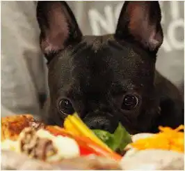 标准吃货,一只贪吃的法斗看到美食的表情亮了 标准吃货,一只贪吃的法斗看到美食的表情亮了