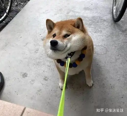  柴犬一般是什么时候发情呢我来告诉你