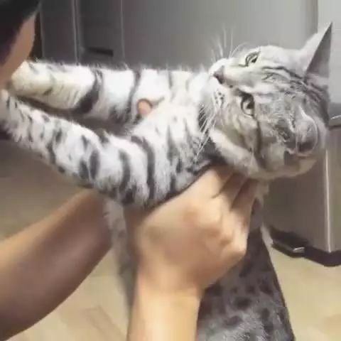  猫养不熟我觉得这是对猫最大的误解图片