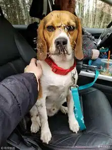  不许笑我没输美国猎犬外出偶遇豪猪被扎一脸刺