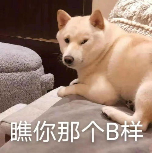  一波柴犬表情包,拿好不谢
