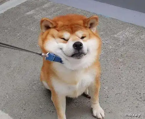  一说起遛狗,哪种狗都不怕,就怕柴犬