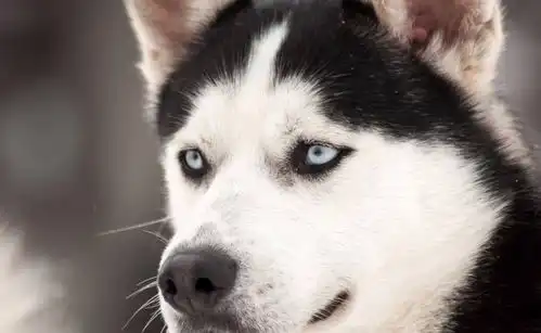  狗狗最吸引你的一个特征是什么网友金毛是暖,哈士奇是二