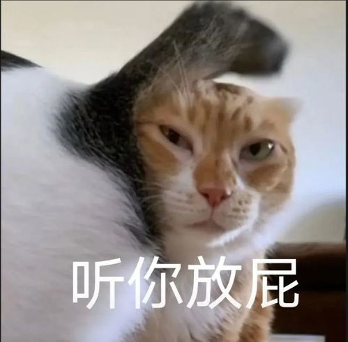 每日表情包更新小伙