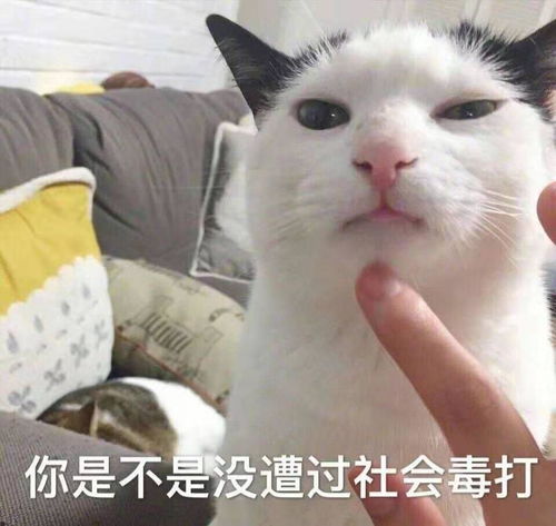  我的收藏夹