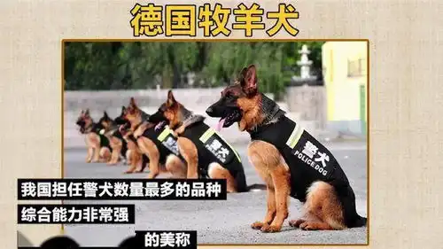  缉毒犬被警队开除,网友知道原因后笑喷了哈哈哈