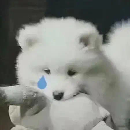  关于吃醋的并不着急的求助和讨论