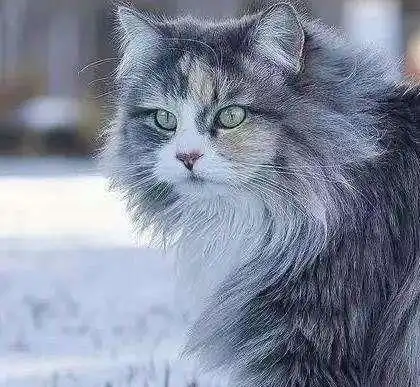  猫咪届的颜值担当,简直萌出天际,不行我去砸锅卖铁
