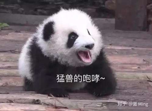 熊猫的表情包熊猫