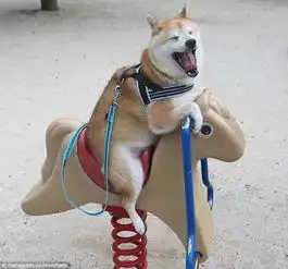  组图见过柴犬荡秋千吗这只柴犬荡秋千的表情能笑哭你