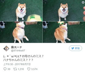  史上最笨最固执的柴犬又懒又笨圈粉7.92万