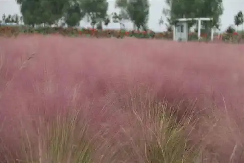 美翻啦济宁太白湖景区的粉黛乱子草盛开啦 美翻啦济宁太白湖景区的粉黛乱子草盛开啦