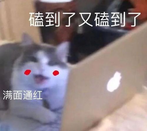 活捉表情包cp