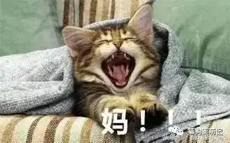  猫咪表情包太鬼畜这些猫已经被搞疯啦妈,快帮我拿我秋裤来