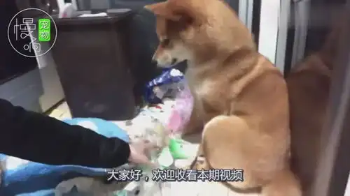 为了对付贪吃的柴犬,主人订做1个狗头蛋糕,狗狗看后表情凝固了