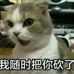 各种网站的表情包猫咪