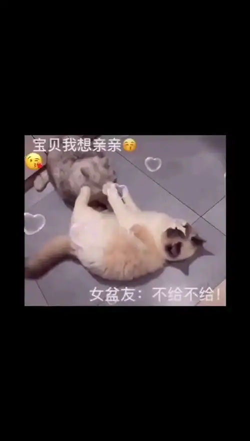  取图主页,不给不给表情包搞笑视频经典段子情侣夫妻搞笑聊天记录