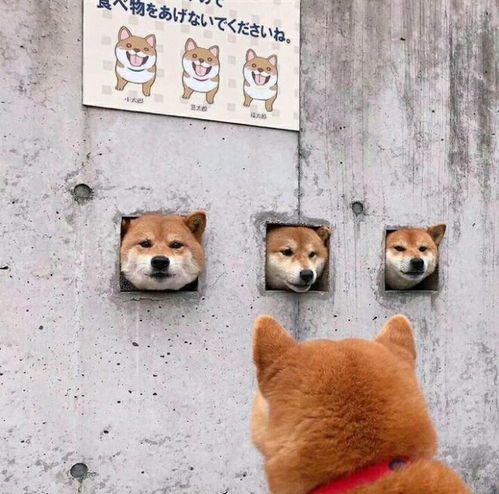 被绿表情包沙雕版戴绿帽